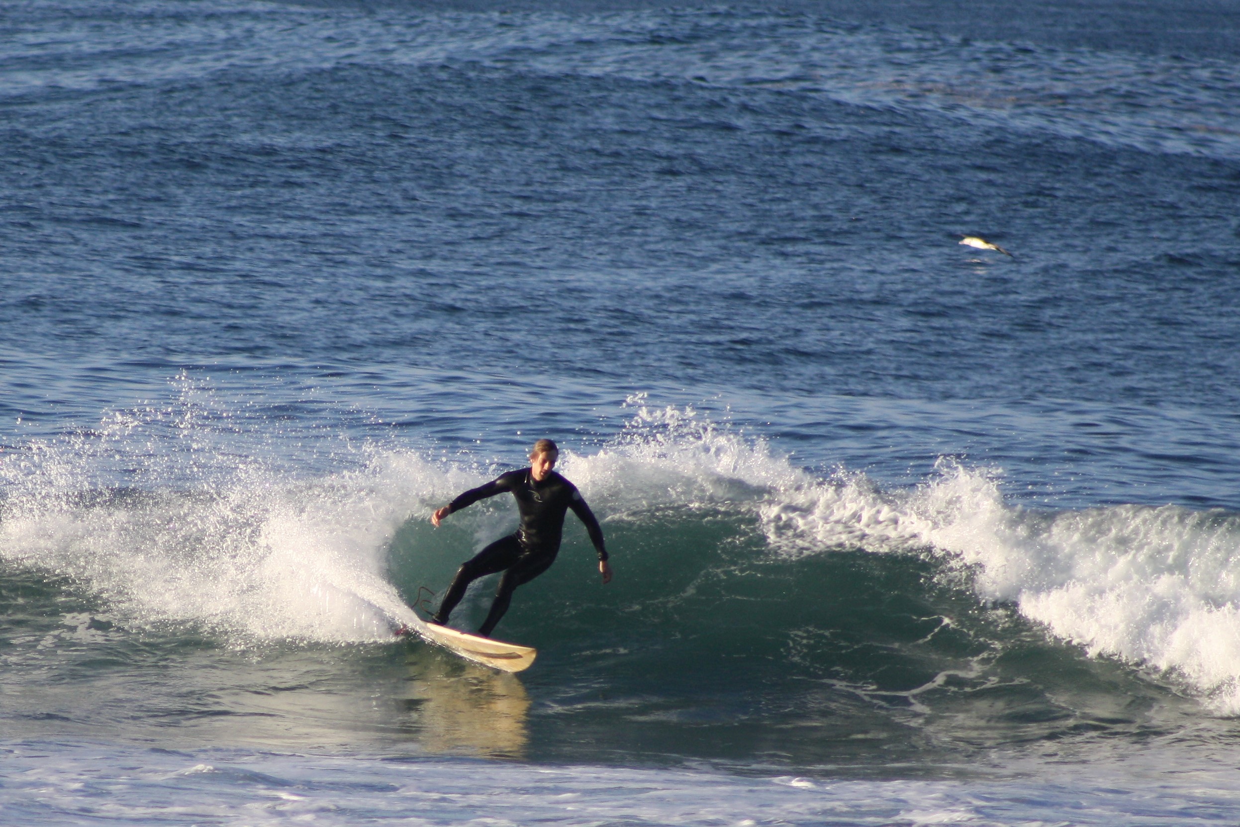 Level 6 Intermediate Surfer
